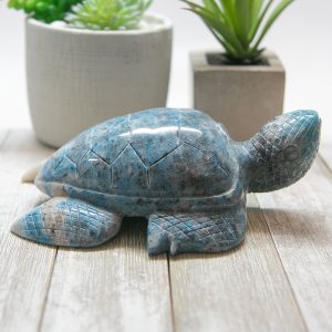 Alternative view of Large Trolleite Turtle