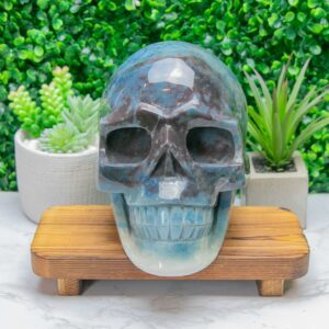 Alternative view of X-Large Trolleite Skull