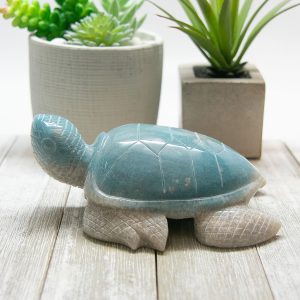 Alternative view of Large Trolleite Turtle