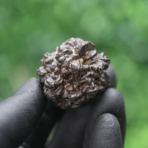 Prophecy Stone Cluster - Image 4