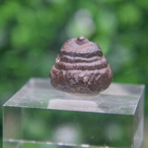 Prophecy Stone Cluster - Image 2
