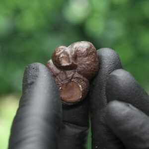 Prophecy Stone Cluster - Image 6